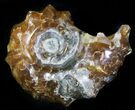 Polished, Agatized Douvilleiceras Ammonite - #29308-1